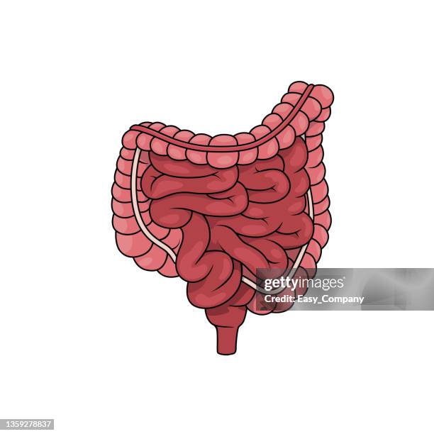 color vector illustration of children's activity coloring book pages with pictures of internal organ colon intestines. - intestine stock illustrations