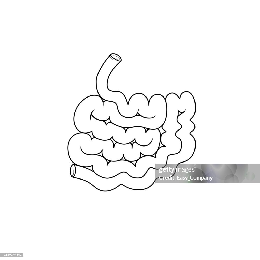 Black and white vector illustration of children's activity coloring book pages with pictures of Internal organ small intestine.