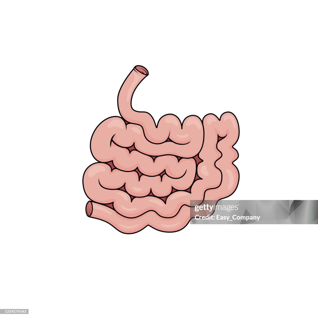 Color vector illustration of children's activity coloring book pages with pictures of Internal organ small intestine.