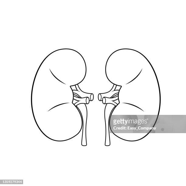 451 Kidney Drawing Photos and Premium High Res Pictures - Getty Images