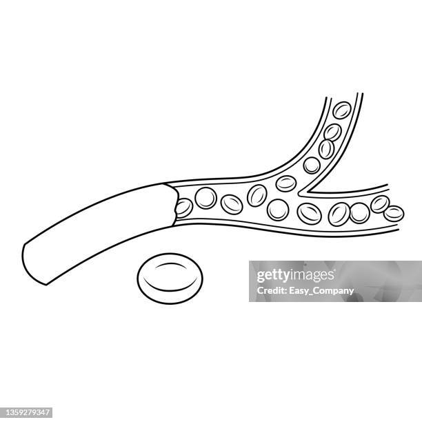 black and white vector illustration of children's activity coloring book pages with pictures of internal organ blood. - human vein stock illustrations