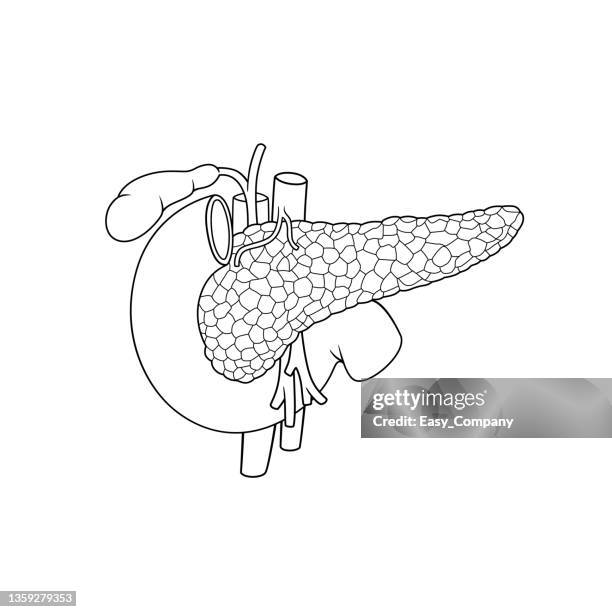 black and white vector illustration of children's activity coloring book pages with pictures of internal organ pancreas. - digestive system stock illustrations
