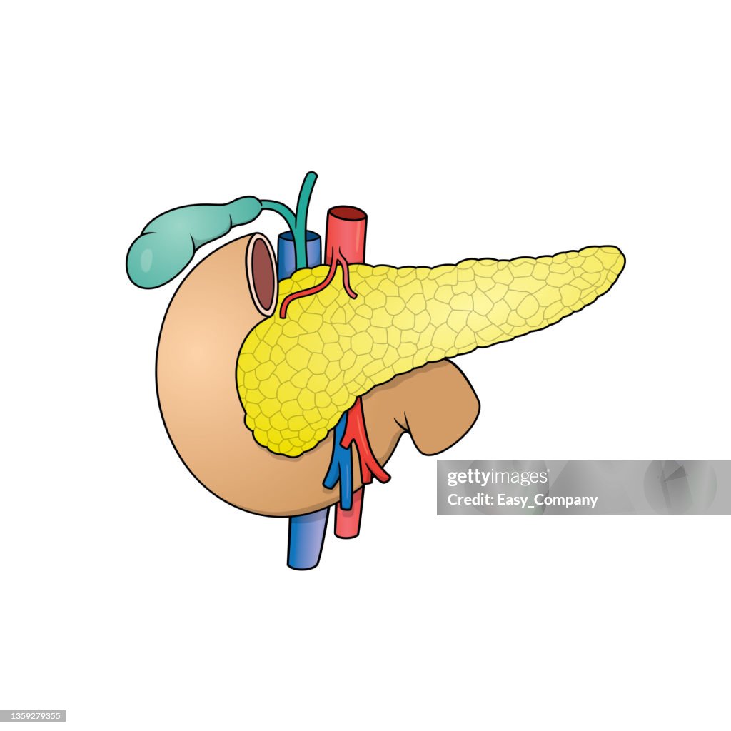 Color vector illustration of children's activity coloring book pages with pictures of internal organ pancreas.
