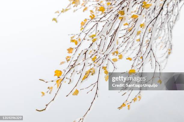 birch tree branches covered in snow and ice - lovely frozen leaves stock pictures, royalty-free photos & images