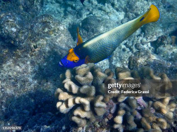 yellowface angelfish (pomacanthus xanthometopon) on maldivian coral reef - pomacanthus xanthometopon stock pictures, royalty-free photos & images