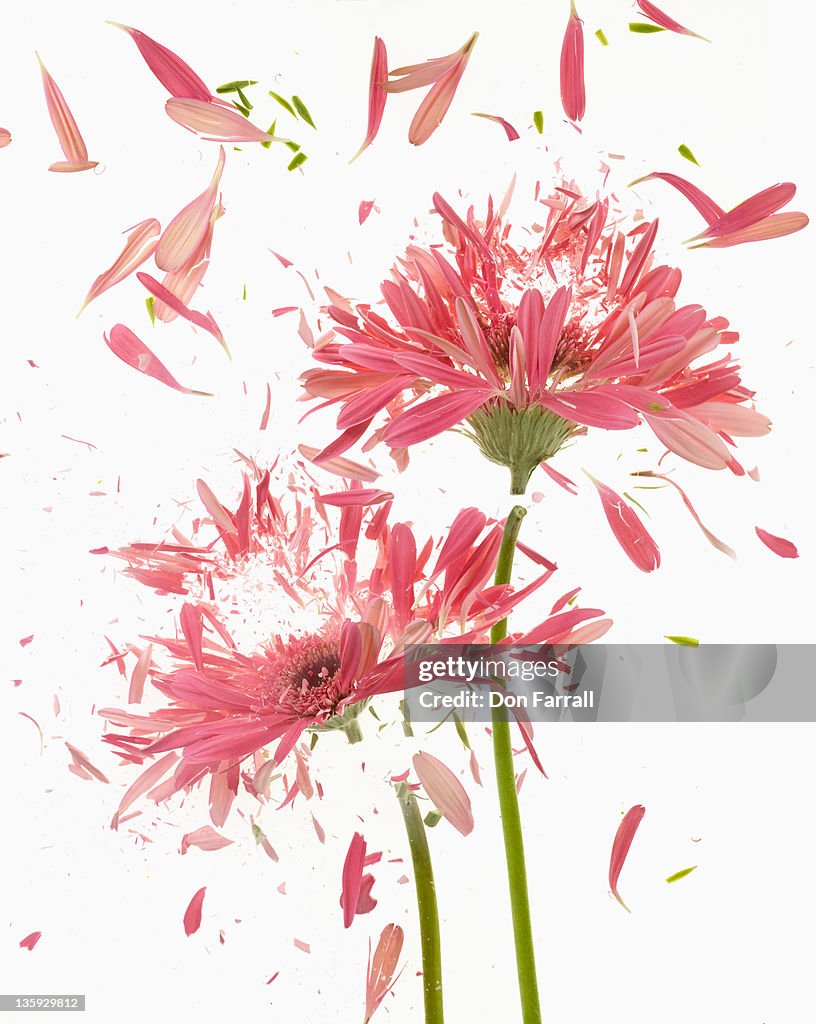 Exploding Flowers