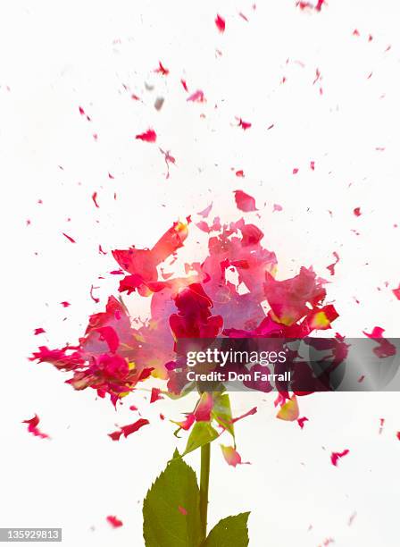 exploding flowers - exploding rose stock pictures, royalty-free photos & images