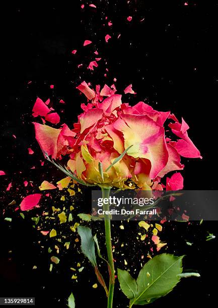 4,379 Exploding Flower Stock Photos, High-Res Pictures, and Images ...