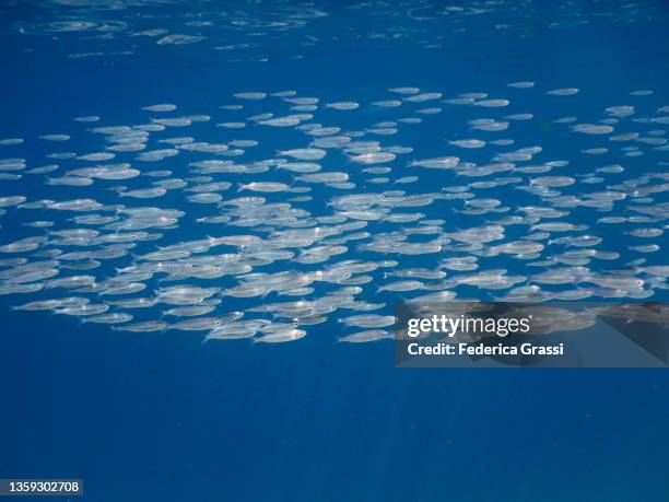 Ocean Mini Fish 5,585 Small Fish In The Ocean Stock Photos, High-Res Pictures, and ...