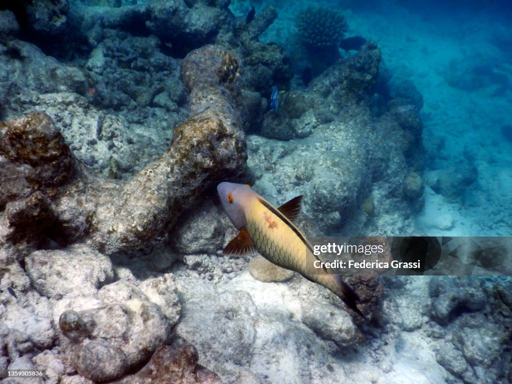 Dusky Parrotfish (Scarus niger), Rannalhi Coral Reef