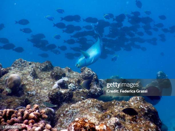 school of fish (acanthuridae) and parrotfish on maldivian coral reef - blauer doktorfisch stock-fotos und bilder