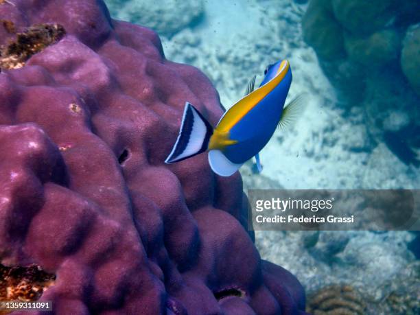 powderblue surgeonfish or blue tang (acanthurus leucosternon), maldives - poisson chirurgien à poitrine blanche photos et images de collection