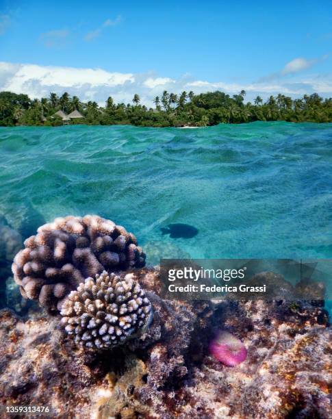 split-level view of rannalhi island with wart coral, mushroom coral and finger coral - male imagens e fotografias de stock