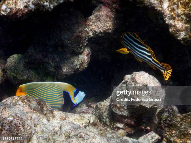 yellowface angelfish (pomacanthus xanthometopon) and oriental sweetlip (plectorhinchus orientalis) on maldivian coral reef - pomacanthus xanthometopon stock pictures, royalty-free photos & images