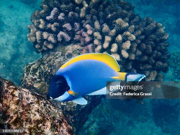 powderblue surgeonfish or blue tang (acanthurus leucosternon), maldives - blue tang fish photos et images de collection