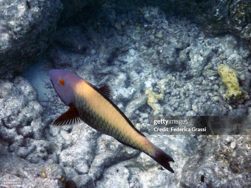 Dusky Parrotfish (Scarus niger), Rannalhi Coral Reef