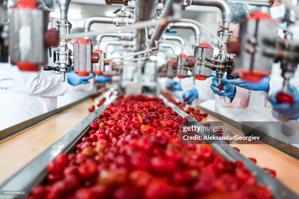 Aussaat von Kirschen in der Chia-Pudding-Fabrik durch Arbeiter