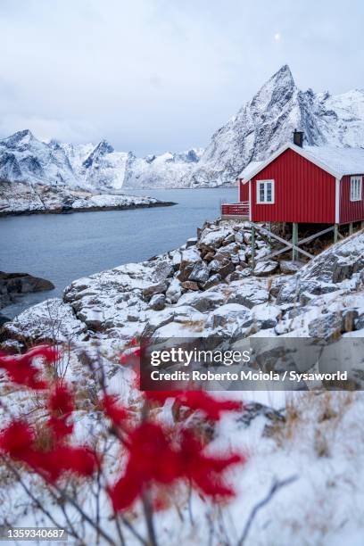 red rorbu cabins in the snow, lofoten islands - norway winter stock pictures, royalty-free photos & images