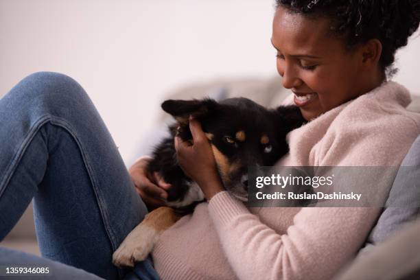 woman petting dog at home. - home sweet home dog stock pictures, royalty-free photos & images