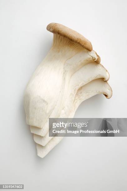 king trumpet mushrooms on a white background - エリンギ ストックフォトと画像