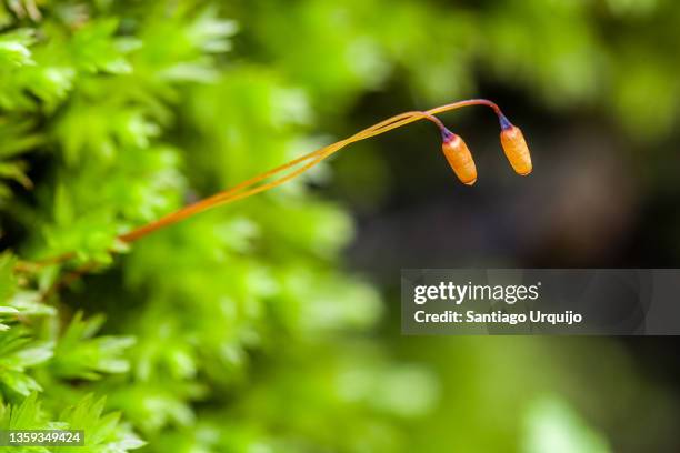 close-up of moss sporophytes - prothallium stock pictures, royalty-free photos & images