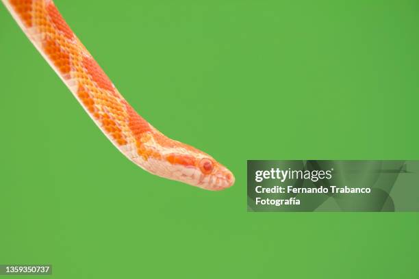 snake on green background - corn snake stockfoto's en -beelden