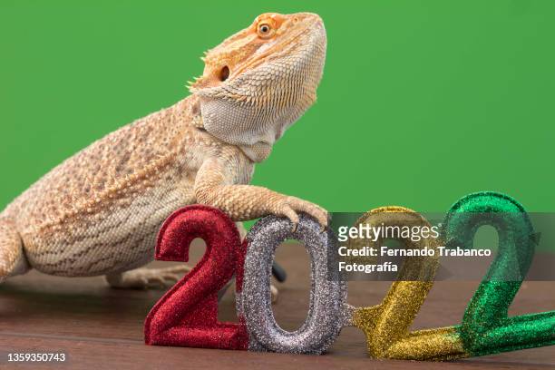 animal celebrating the year 2022 - 2022 a funny thing stock pictures, royalty-free photos & images