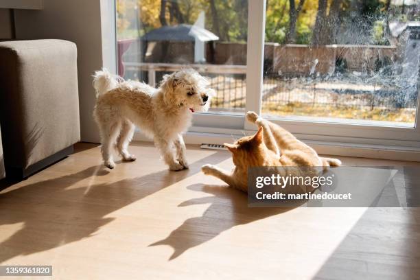 young cat and dog playing together in front of patio door. - kat stockfoto's en -beelden