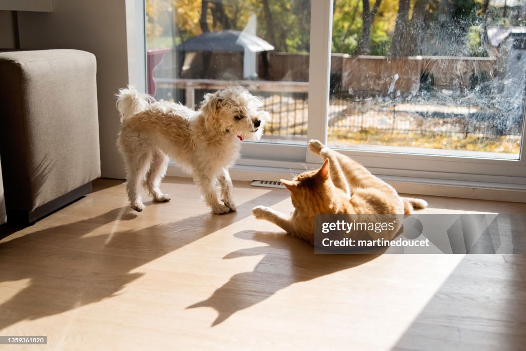 Young cat and dog playing together in front of patio door.