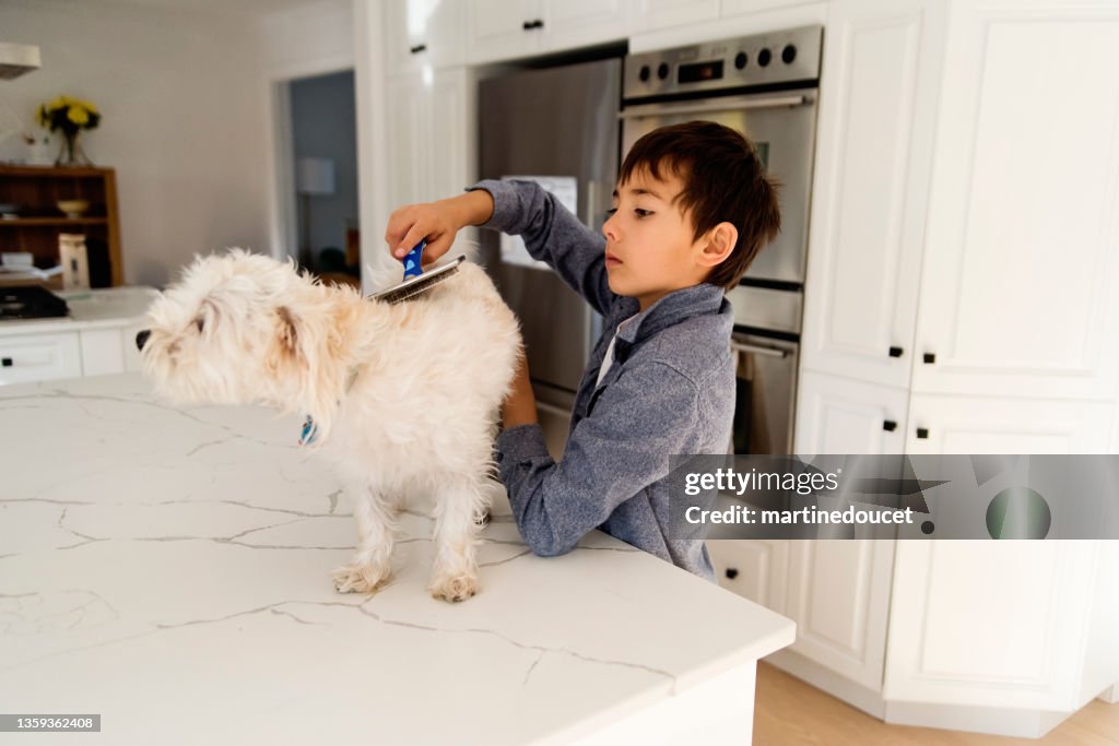 Young boy grooming morki dog on kitchen counter.