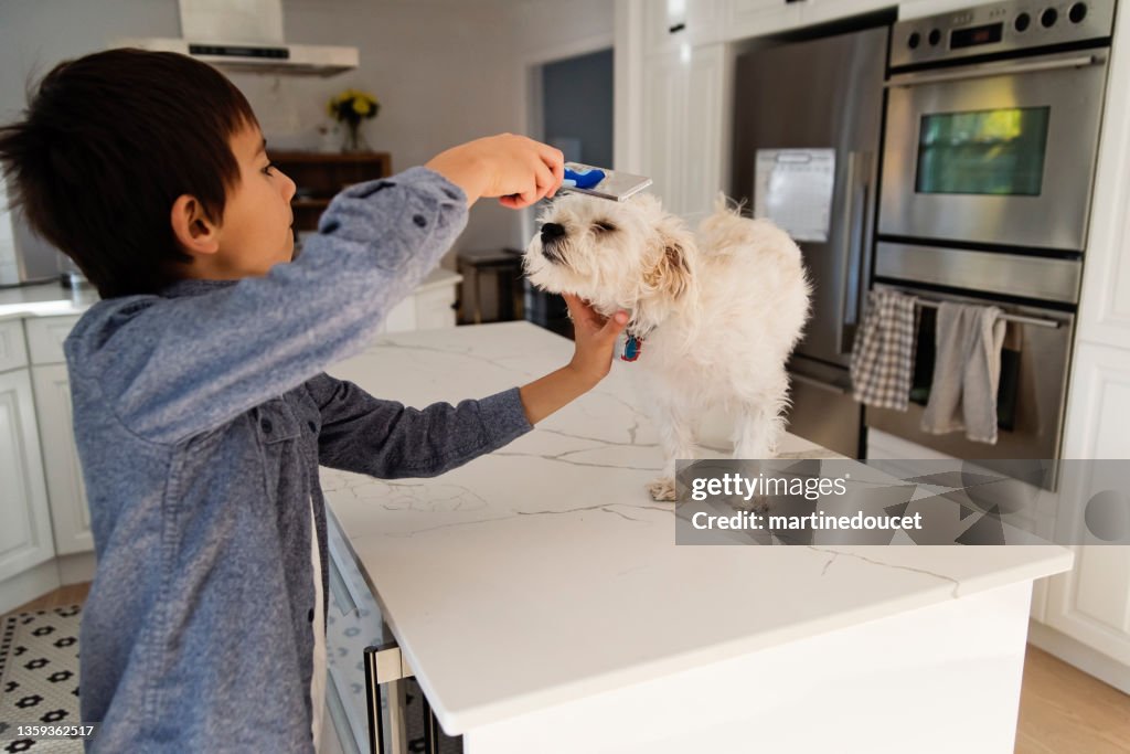 Young boy grooming morki dog on kitchen counter.