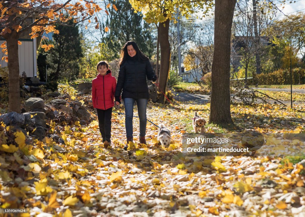 Mãe e filho passeando com os cachorros nas folhas de outono.