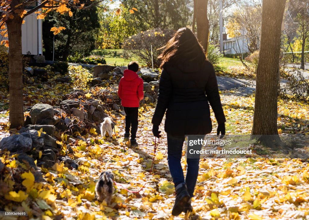 Mutter und Sohn spazieren mit den Hunden im Herbstlaub.