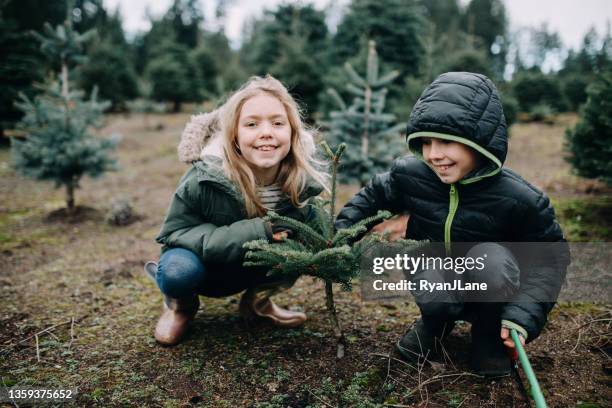 bambini che esplorano la fattoria dell'albero di natale - azienda arboricola da legno foto e immagini stock