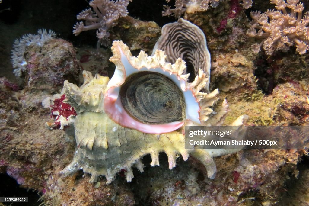Close-up of a shell in sea,Close-up of fish swimming in sea