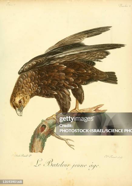bateleur, 18th century illustration - bateleur eagle stock illustrations