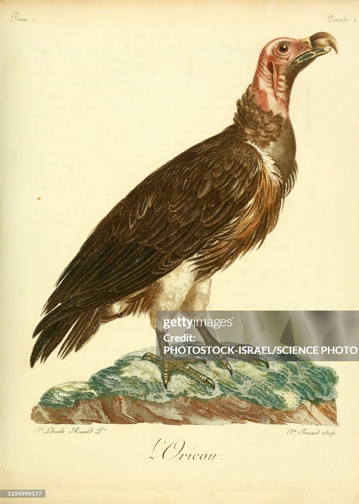 Lappet-faced vulture, 18th century illustration
