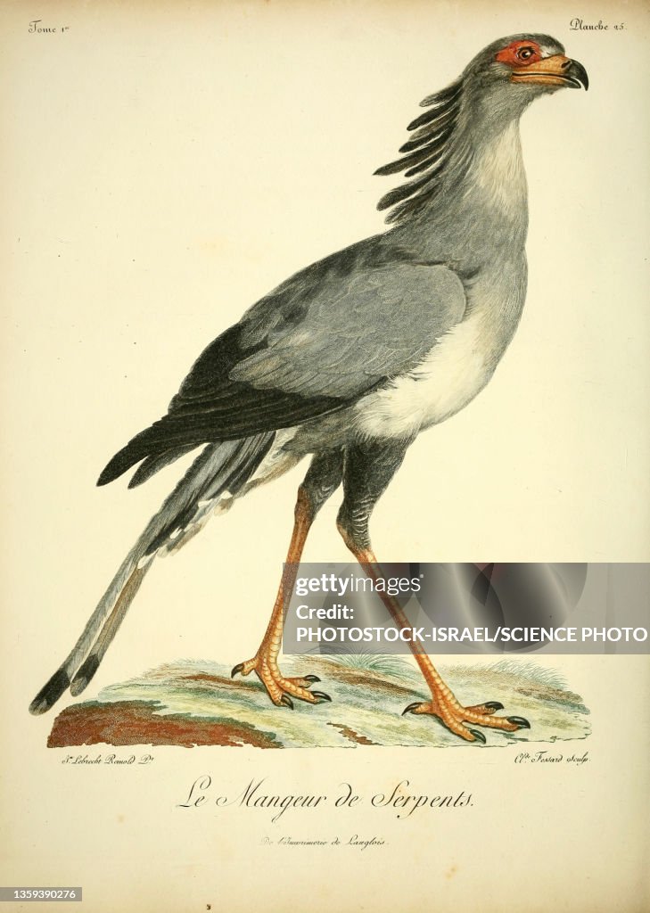 Secretarybird, 18th century illustration