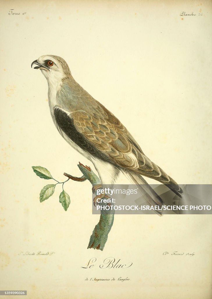 Short-toed snake eagle, 18th century illustration