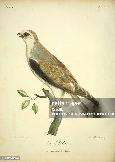 short-toed snake eagle, 18th century illustration - short toed eagle stock illustrations