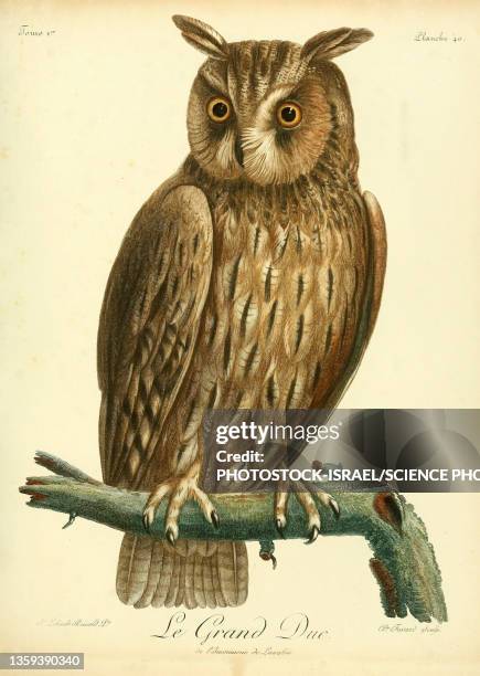 ilustraciones, imágenes clip art, dibujos animados e iconos de stock de eurasian eagle-owl, 18th century illustration - búho real