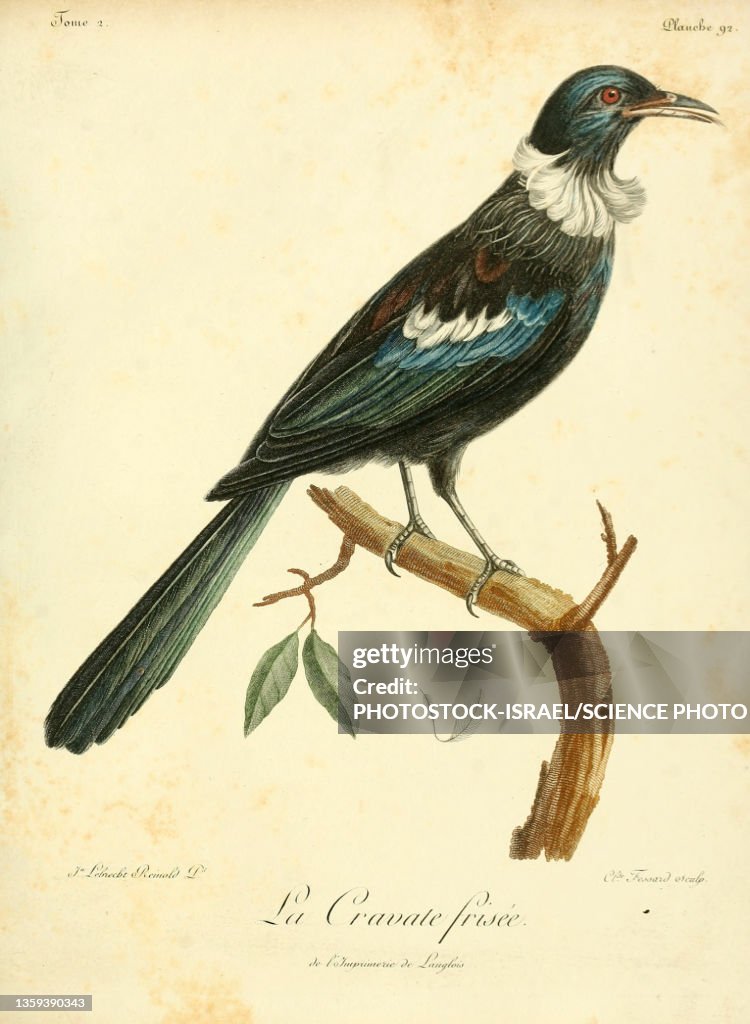Tui, 18th century illustration