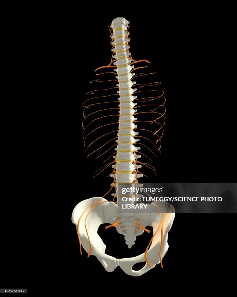 Human spine with spinal cord, illustration
