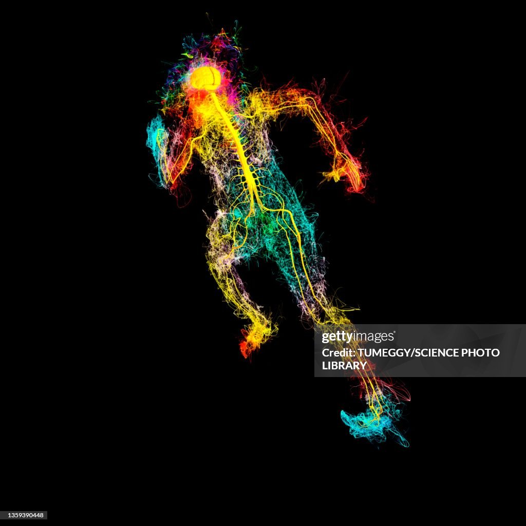 Human Anatomy Illustration High Biology Diagrams