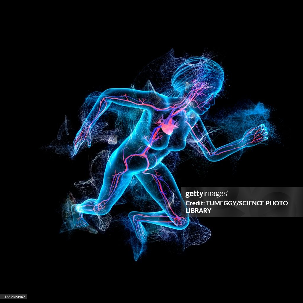 Human Anatomy Illustration High Biology Diagrams