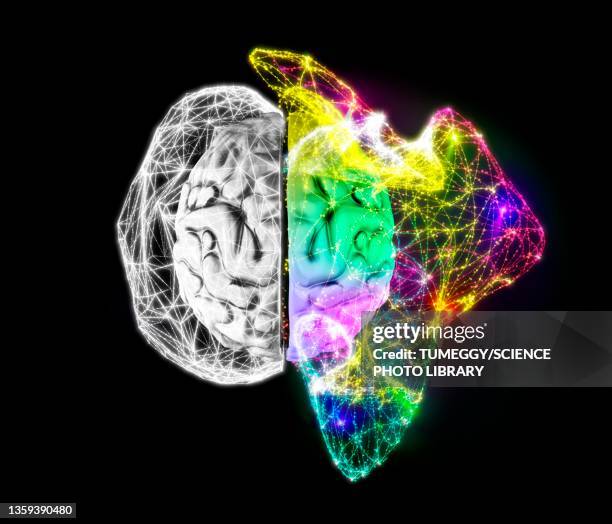 human brain cerebral hemispheres, illustration - creative brain stock illustrations