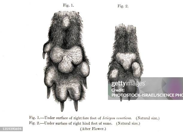 ilustraciones, imágenes clip art, dibujos animados e iconos de stock de dog's fore and hind paw, 19th century illustration - grabado en madera