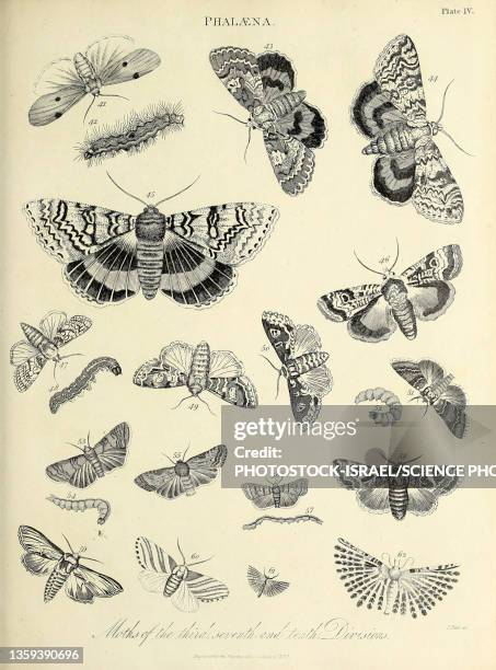 moths, 19th century illustration - encyclopaedia stock illustrations
