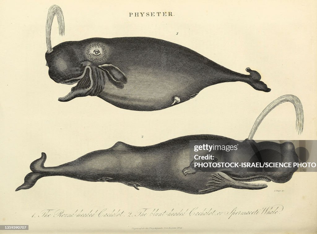 Sperm whale, 19th century illustration