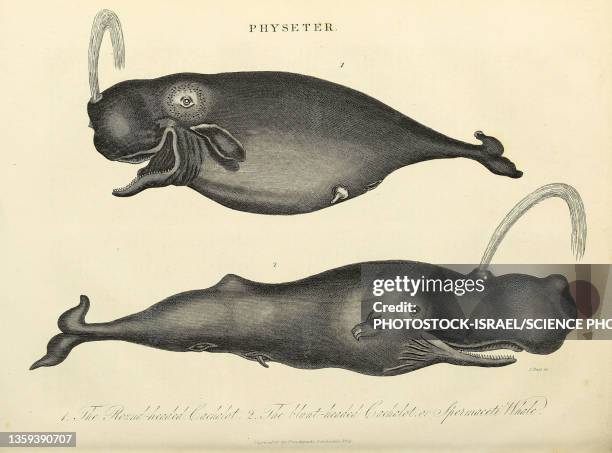 sperm whale, 19th century illustration - enciclopedia stock illustrations